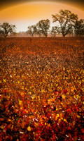 Amongst The Silver Oaks