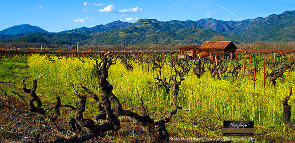 Old Vine Calistoga