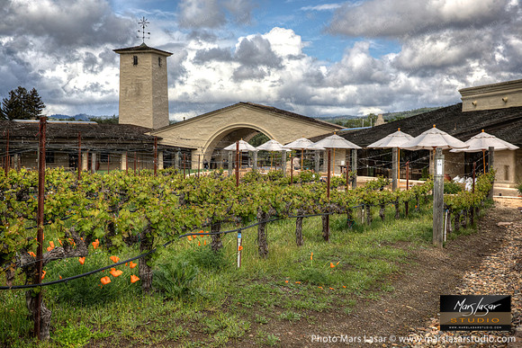 Mondavi Spring Poppies