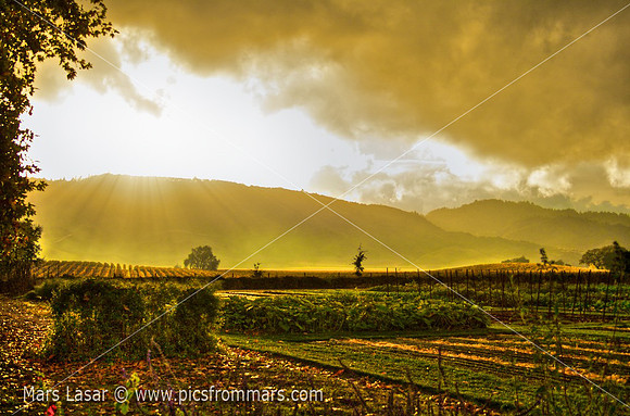 French Laundry Sunset 2