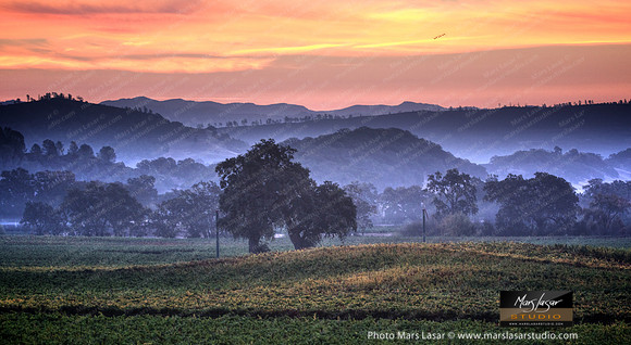 Peju Misty Morning