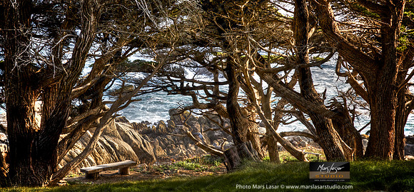 Carmel Magic