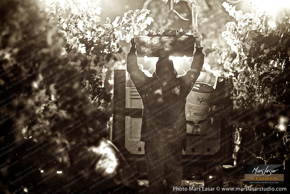 Peju Sacred Harvest 2