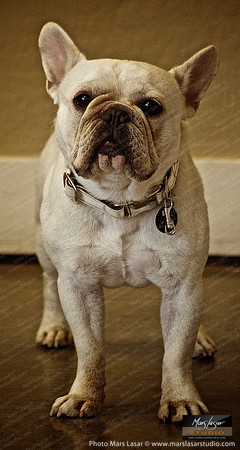 Frenchie