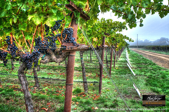 Misty Harvest Morning