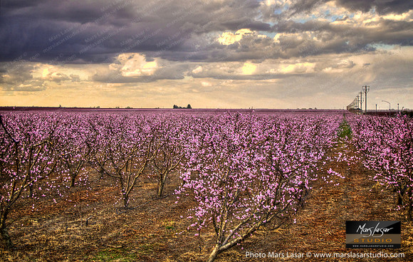 Cherry Blossom Storm