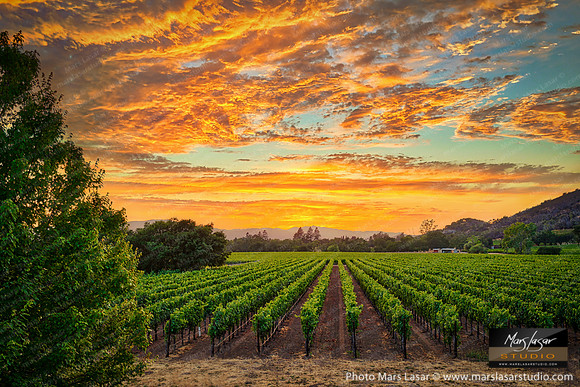 Wine Country Summer Sunset