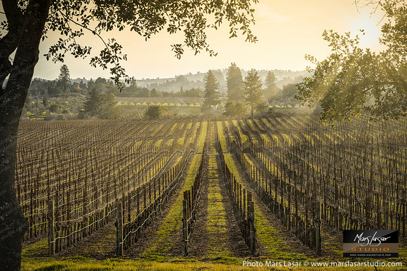 Sebastopol Wine Country Glow