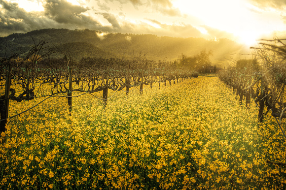 Rutherford Mustard Sunset