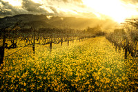 Rutherford Mustard Sunset