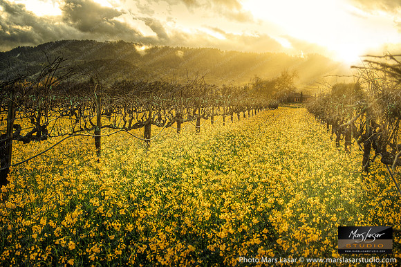 Rutherford Mustard Sunset