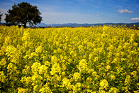 One Tree Mustard Field