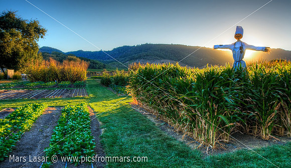 French Laundry Gardens 3