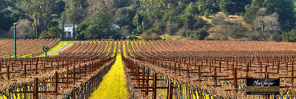 Mustard Season 1_pan