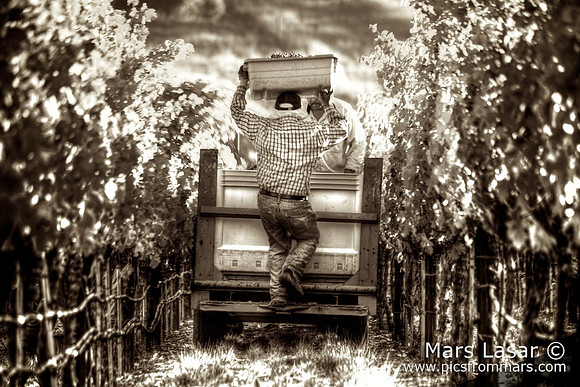 Casa Piena_Pickers 6_sep