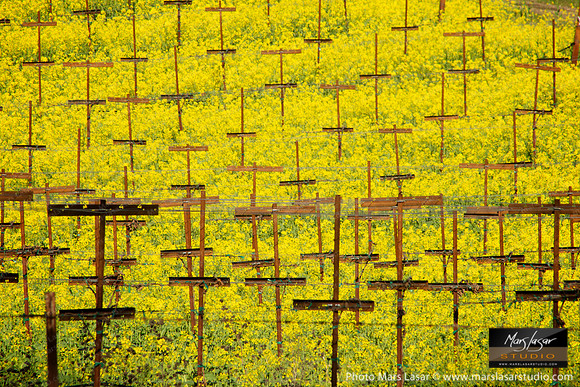 Mustard Flower Memories 3