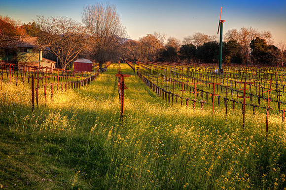 Mustard Sanctuary