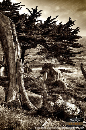 Old Cypress Tree_sepia