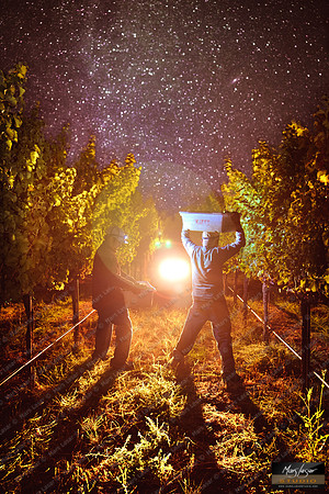 deep night harvest