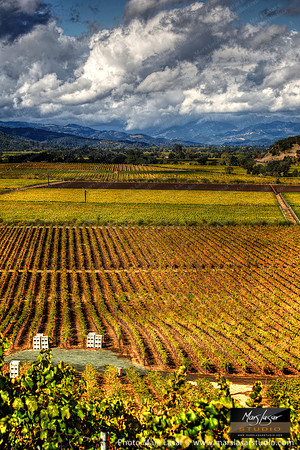 Wine Country Sunshine