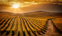 Golden Vinescape