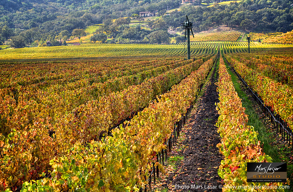 The Fine Vine