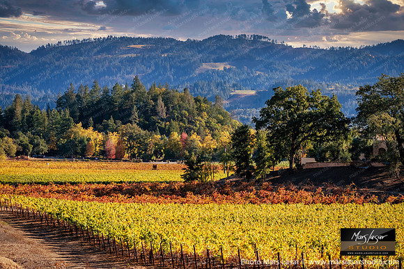 Chateau Montelena Fall Vista
