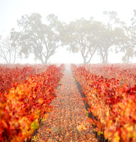 Foggy morning oaks