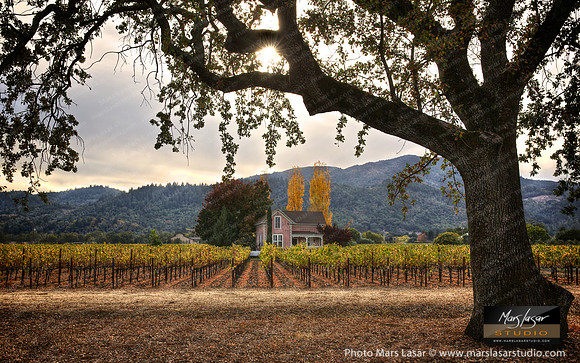 Cottage in The Vineyards