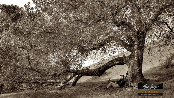 Tom And His Oak