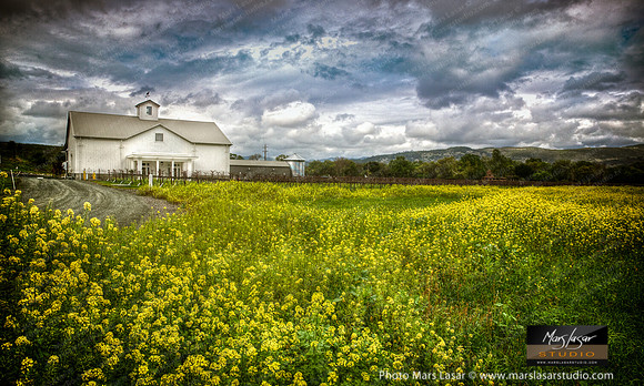 Winery In The Mustards