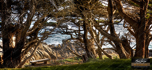 Carmel Magic