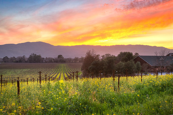 Mumm Mustard Sunset