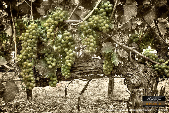 Sauvignon Blanc Glory_sepia