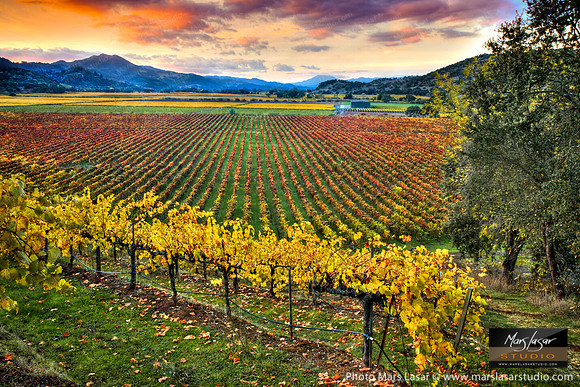 Napa Valley Splendor