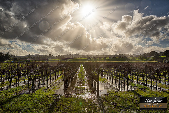 Wine Country Awakening