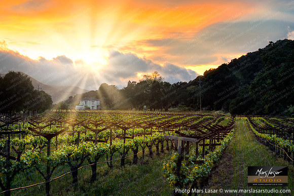Grgich Hills Sunset