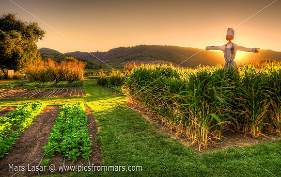 French Laundry Gardens 2