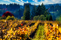 Wine Country Lovin