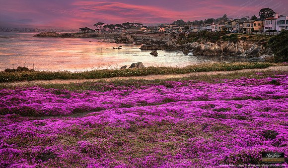 Pacific Grove Flowers