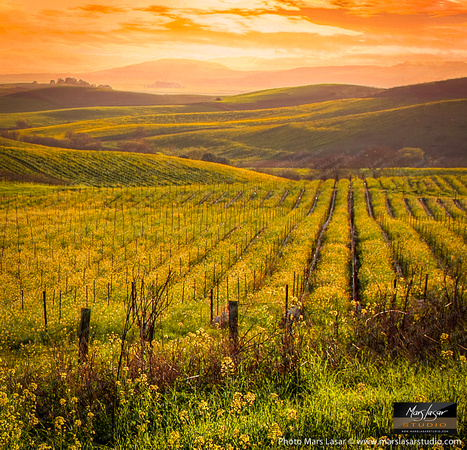 Magic Valley Mustards_sqare