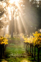 Morning Rays