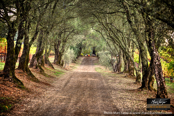 Schramsberg Tree Tunnel