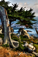 Old Cypress Tree