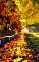 Wispy Fall_vert_vs 2