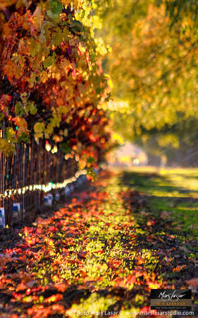 Wispy Fall_vert_vs 2