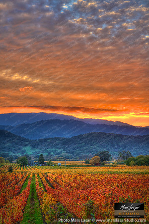 Vintners Sunset_vert