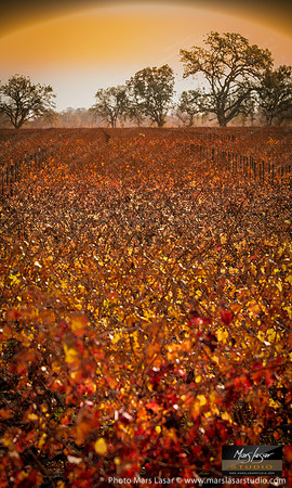 Amongst The Silver Oaks