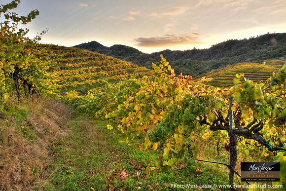 Chandon Maze