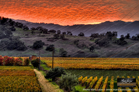 Sunset Vineyard Road 2